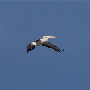 Pelecanus conspicillatus at Geelong, VIC - 20 Feb 2020