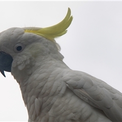 Cacatua galerita (Sulphur-crested Cockatoo) at Lorne, VIC - 20 Feb 2020 by AlisonMilton