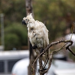 Cacatua galerita (Sulphur-crested Cockatoo) at Lorne, VIC - 20 Feb 2020 by AlisonMilton