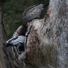 Chenonetta jubata (Australian Wood Duck) at Lorne, VIC - 20 Feb 2020 by AlisonMilton