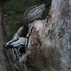 Chenonetta jubata (Australian Wood Duck) at Lorne, VIC by AlisonMilton