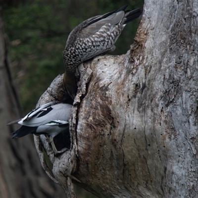 Chenonetta jubata (Australian Wood Duck) at Lorne, VIC - 20 Feb 2020 by AlisonMilton