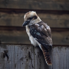 Dacelo novaeguineae (Laughing Kookaburra) at Lorne, VIC - 20 Feb 2020 by AlisonMilton