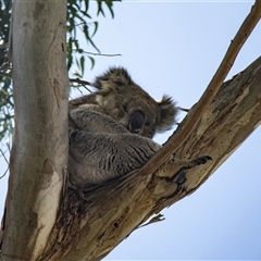 Phascolarctos cinereus (Koala) at Portland, VIC - 22 Feb 2020 by AlisonMilton