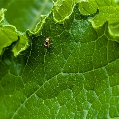 Chloromerus sp. (Chloropid fly) at Lyneham, ACT - 10 Jan 2025 by citycritters