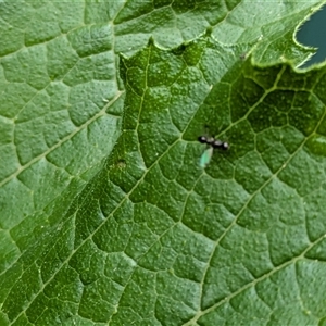 Sepsidae (family) (Ant fly) at Lyneham, ACT by citycritters