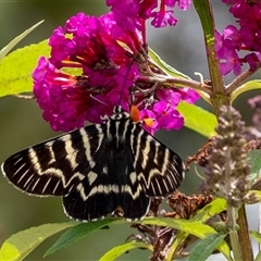 Comocrus behri (Mistletoe Day Moth) at Penrose, NSW - 10 Jan 2025 by Aussiegall