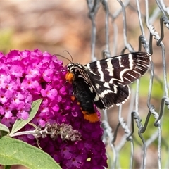 Comocrus behri at Penrose, NSW - 10 Jan 2025