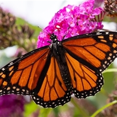 Danaus plexippus (Monarch) at Penrose, NSW - 10 Jan 2025 by Aussiegall