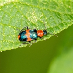 Dicranolaius sp. (Flower beetle) at Penrose, NSW - 10 Jan 2025 by Aussiegall