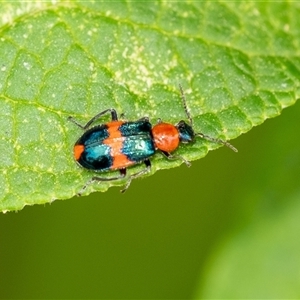 Dicranolaius bellulus at Penrose, NSW - suppressed