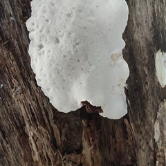 Unidentified Shelf-like to hoof-like & usually on wood at Hastings, TAS - 9 Jan 2025 by LyndalT