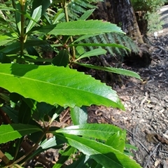 Anopterus glandulosus (Tasmanian Laurel) at Hastings, TAS - 9 Jan 2025 by LyndalT