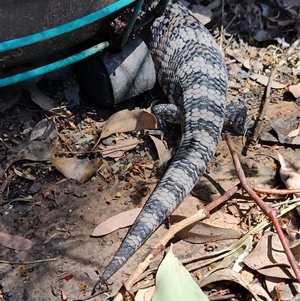 Tiliqua scincoides scincoides (Eastern Blue-tongue) at Greenleigh, NSW by LyndalT