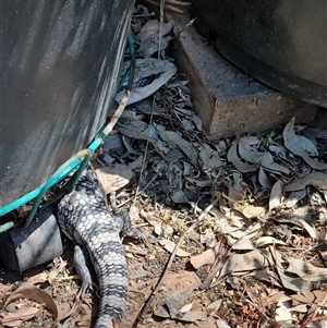 Tiliqua scincoides scincoides at Greenleigh, NSW - 5 Jan 2025