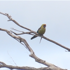 Platycercus caledonicus (Green Rosella) at Pipers Brook, TAS - 28 Dec 2024 by BenW