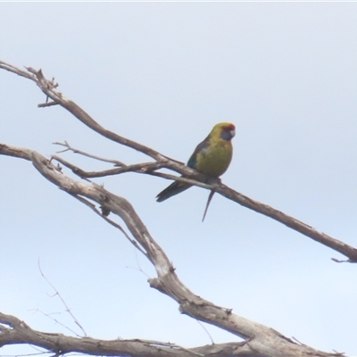 Platycercus caledonicus (Green Rosella) at Pipers Brook, TAS - 28 Dec 2024 by BenW