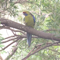 Platycercus caledonicus at Pipers Brook, TAS - 28 Dec 2024 12:50 PM