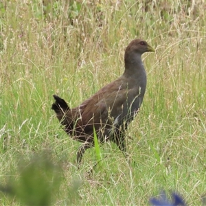 Tribonyx mortierii (Tasmanian Nativehen) at Pipers Brook, TAS by BenW