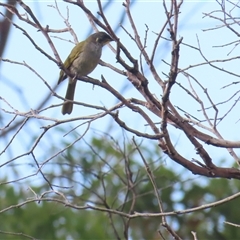 Nesoptilotis flavicollis (Yellow-throated Honeyeater) at Table Cape, TAS - 28 Dec 2024 by BenW