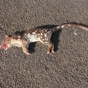 Dasyurus maculatus at Table Cape, TAS by BenW