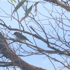 Melithreptus affinis (Black-headed Honeyeater) at Table Cape, TAS - 28 Dec 2024 by BenW