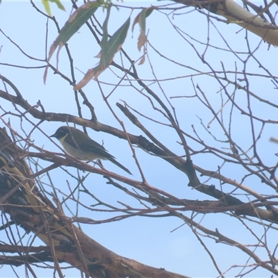 Melithreptus affinis (Black-headed Honeyeater) at Table Cape, TAS - 28 Dec 2024 by BenW