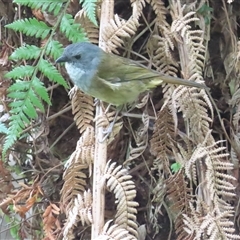 Pachycephala olivacea (Olive Whistler) at West Coast, TAS - 29 Dec 2024 by BenW