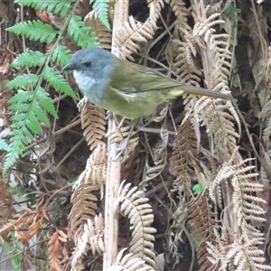 Pachycephala olivacea at West Coast, TAS - suppressed