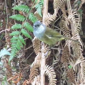 Pachycephala olivacea at West Coast, TAS - suppressed