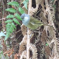 Pachycephala olivacea at West Coast, TAS - suppressed