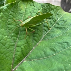 Caedicia simplex (Common Garden Katydid) at Macquarie, ACT - 9 Jan 2025 by dgb900