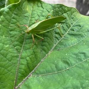 Caedicia simplex (Common Garden Katydid) at Macquarie, ACT by dgb900