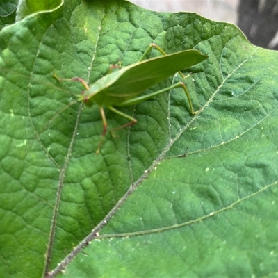 Caedicia simplex (Common Garden Katydid) at Macquarie, ACT - 9 Jan 2025 by dgb900