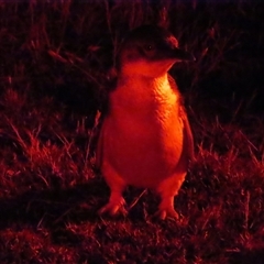 Eudyptula minor (Little Penguin) at Stanley, TAS - 30 Dec 2024 by BenW