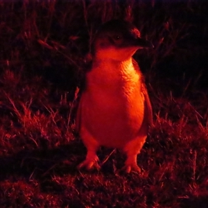 Eudyptula minor (Little Penguin) at Stanley, TAS by BenW