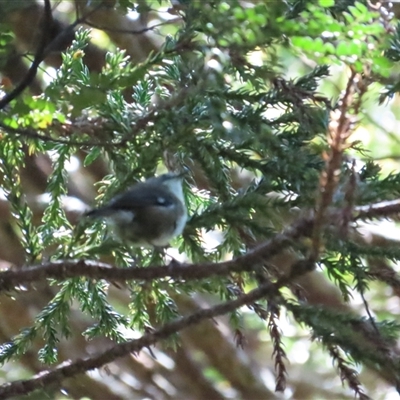 Acanthornis magna (Scrubtit) at Cradle Mountain, TAS - 31 Dec 2024 by BenW