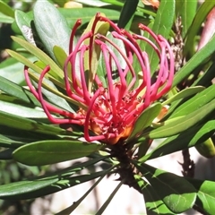 Telopea truncata (Tasmanian Waratah) at Cradle Mountain, TAS - 31 Dec 2024 by BenW