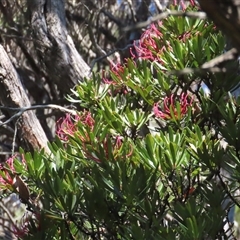 Telopea truncata at Cradle Mountain, TAS - 31 Dec 2024 04:20 PM