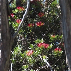 Telopea truncata at Cradle Mountain, TAS - 31 Dec 2024 04:20 PM