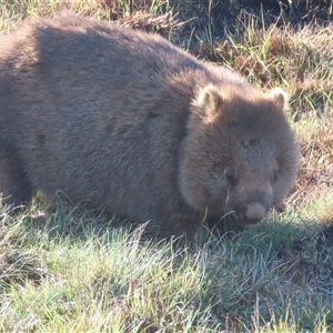 Vombatus ursinus at Cradle Mountain, TAS by BenW