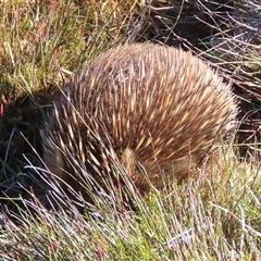 Tachyglossus aculeatus (Short-beaked Echidna) at Cradle Mountain, TAS - 31 Dec 2024 by BenW