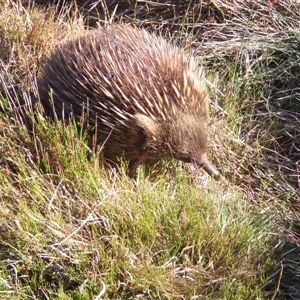 Tachyglossus aculeatus at Cradle Mountain, TAS - 31 Dec 2024 06:05 PM