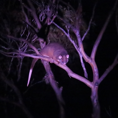 Trichosurus vulpecula at Cradle Mountain, TAS - 31 Dec 2024 by BenW