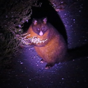 Trichosurus vulpecula at Cradle Mountain, TAS by BenW