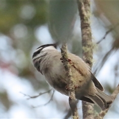 Melithreptus validirostris (Strong-billed Honeyeater) at Cradle Mountain, TAS - 1 Jan 2025 by BenW