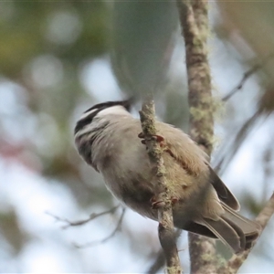 Melithreptus validirostris (Strong-billed Honeyeater) at Cradle Mountain, TAS by BenW