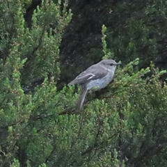 Melanodryas vittata (Dusky Robin) at Middlesex, TAS - 1 Jan 2025 by BenW