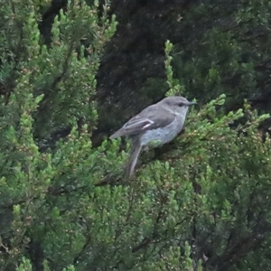 Melanodryas vittata (Dusky Robin) at Middlesex, TAS by BenW