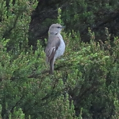 Melanodryas vittata at Middlesex, TAS - 1 Jan 2025 06:29 AM